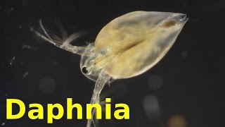 Daphnia [upl. by Acinoryt834]