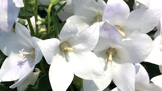 Best Perennials for Sun  Platycodon Astra White Balloon Flower [upl. by Oberstone835]