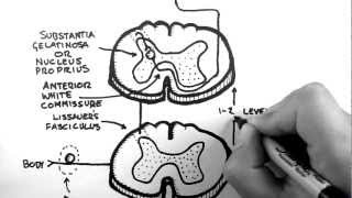 Spinal Pathways 3  Spinothalamic Tract [upl. by Frear]