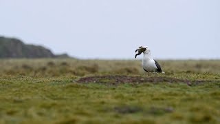 Seagull Swallows Rabbit Whole [upl. by Caye]