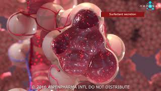 Pulmonary surfactant secretion  3D medical animation [upl. by Minardi]