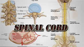 Spinal Cord  Introduction to Neuroanatomy [upl. by Gnil]