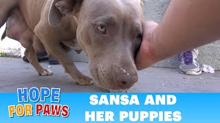 Sansa amp puppies Rescuing a homeless family from under a house Please share  dog [upl. by Penman]