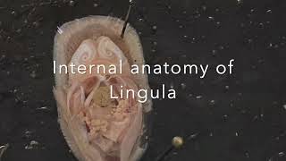 Phylum Brachiopoda Lingula Dissection [upl. by Walter]