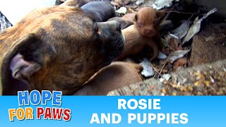 Rescuing a family of dogs with help from iPhone and You Tube Please share dog [upl. by Notsuh]