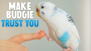 How to Make Your Budgie Trust You [upl. by Callida882]