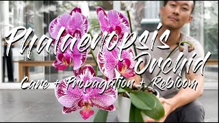 Phalaenopsis Orchid care propagation and rebloom [upl. by Plerre]