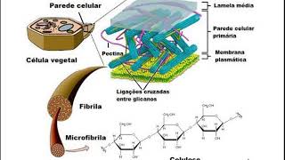 Parede Celular  Composição Química [upl. by Arevle675]