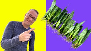 Secrets to Snake Plant Propagation How to Propagate Sansevieria [upl. by Betthezul]