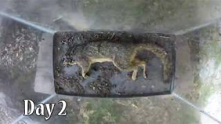 Squirrel Decomposition Timelapse  4K [upl. by Ocramed926]