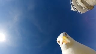 GoPro Seagull Stole My GoPro [upl. by Nalad]