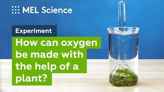 quotPhotosynthesisquot experiment How to make oxygen at home [upl. by Akihc]