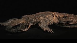 Monitor Lizard Decomposition Time Lapse  BBC Earth [upl. by Alial]