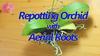 Repotting a Phalaenopsis orchid with aerial roots [upl. by Nehgaem433]