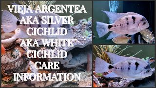 VIEJA ARGENTEA CICHLIDS AKA SILVER CICHLID AKA WHITE CICHLID CARE INFO [upl. by Effy921]