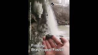 Finding Brachiopod Fossil [upl. by Ydnor]