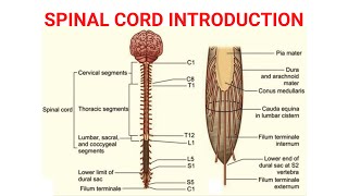 Spinal Cord Introduction  Neuroanatomy [upl. by Aitital]