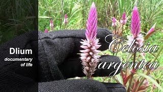 Quail grass Celosia argentea  part 1 [upl. by Hsemar]