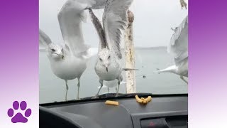 Seagulls Suck  A Bird Compilation [upl. by End]