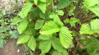 Walderdbeeren ernten und kurzes Update  Walderdbeeren anbauen 2 [upl. by Annawaj635]