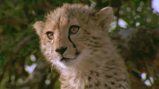 Cheetah Cub Attacked By Vicious Warthog  BBC Earth [upl. by Eiltan938]