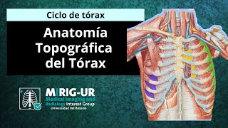 Anatomía topográfica del tórax  MIRIG UR [upl. by Odnalo503]