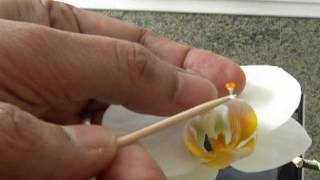 How to Pollinate Phalaenopsis orchid [upl. by Alvie]