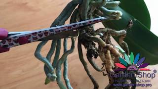 How to propagate orchid from roots separate [upl. by Gnilyam]