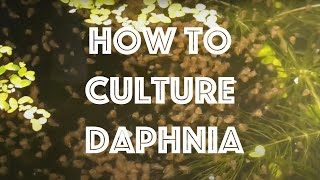 How To Culture Daphnia Magna [upl. by Neih]