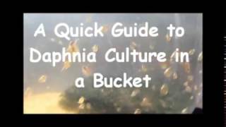 How to culture daphnia outside [upl. by Sapers]