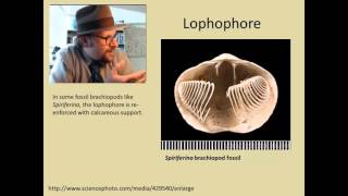 What are Brachiopods [upl. by Dygall]