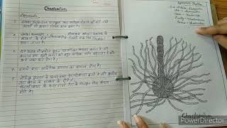 Botany practical file Bsc 1st year [upl. by Iznil]