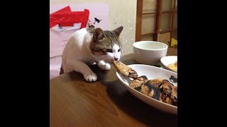 Cats Who Steal Food Or Try To A Compilation [upl. by Aholla]