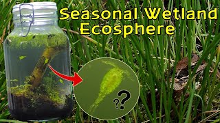 Creating a Seasonal Wetland Ecosphere │INSTANT LIFE and RARE Copepods [upl. by Emixam]