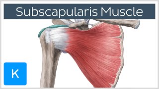 Subscapularis Muscle  Origin Insertion Innervation amp Action  Human Anatomy  Kenhub [upl. by Adlitam]