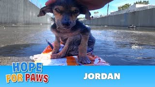 Brave little dog gets rescued from the river His recovery with Hope For Paws will inspire you dog [upl. by Olympia]