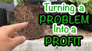 How to deal with root bound plants in the nursery  Solving a common problem with potted plants 🌿 [upl. by Valoniah]