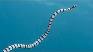 Facts The Sea Snake [upl. by Curhan]