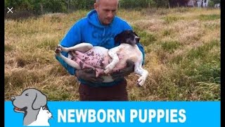 Rescued a homeless pregnant dog  newborn 8 puppies Please share so we can find them new home [upl. by Hicks]