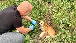 Heartwarming Rescue amp Adoption of Abandoned Mama Dog and Her Babies [upl. by Wilsey]