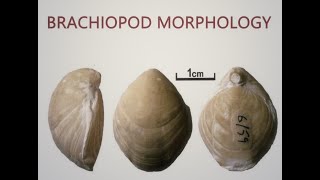 Brachiopoda Morphology [upl. by Nnaytsirk235]