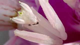 Orchid Mantis Catching Prey [upl. by Jeffrey]