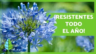 10 PLANTAS de EXTERIOR RESISTENTES al SOL y al FRÍO 🌼🌿 [upl. by Arnon]