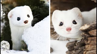 Meet the Snow White Weasel The Cutest Predator in the Northern Wilderness  Ermine  Stoat [upl. by Nyleaj702]