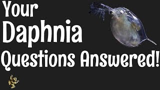 Daphnia Questions Answered [upl. by Leinad822]