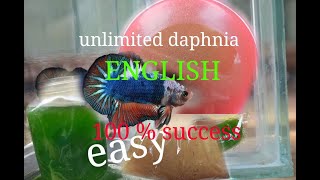 daphnia moina culture Easy way Unlimited production English  with sub Green water Chlorella [upl. by Pinsky]