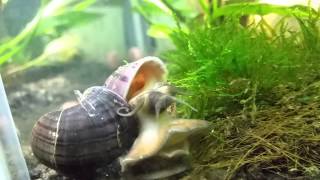 Mystery snails mating [upl. by Gerardo]