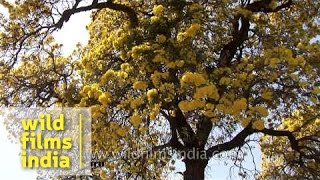 Silver Trumpet Tree Tabebuia argentea flowering gloriously [upl. by Eudora]