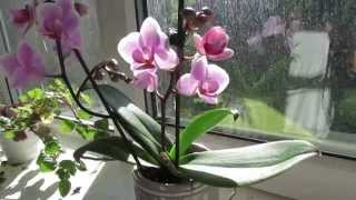 Phalaenopsis orchid Care [upl. by Aanas]