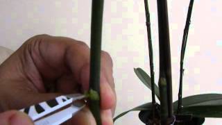 Propagating Phalaenopsis  How to apply Keiki paste [upl. by Powel]